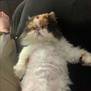 Meet your Posher, Laura